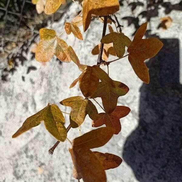 Acer monspessulanum Leaf