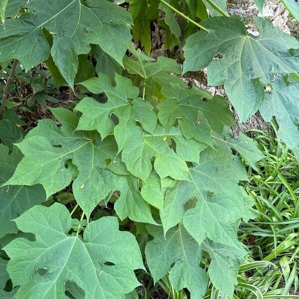 Montanoa hibiscifolia Leaf