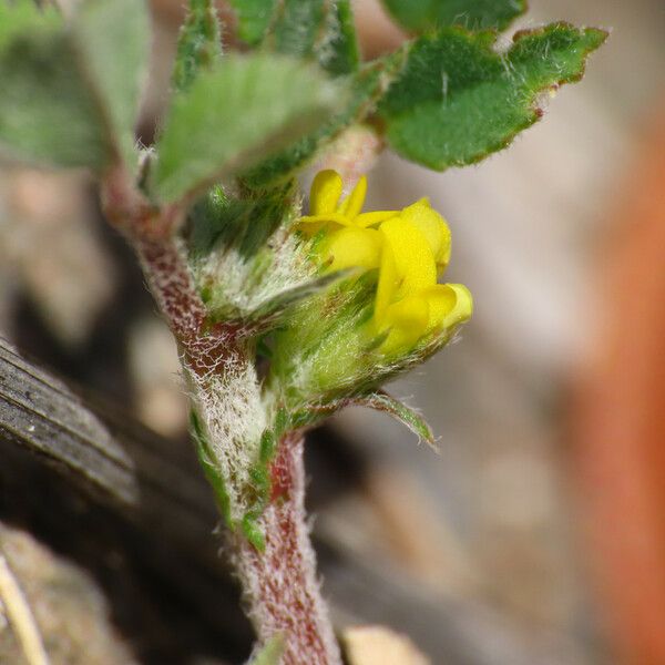 Medicago monspeliaca Blomst