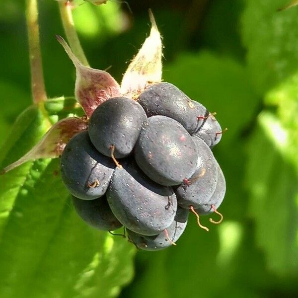 Rubus caesius Плід