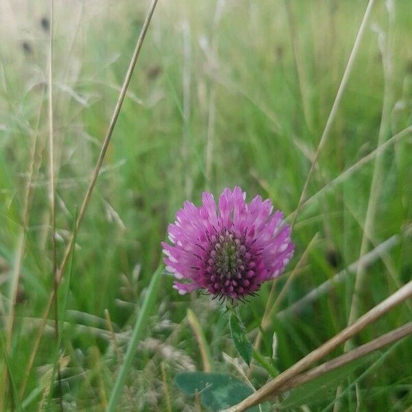 Trifolium alpestre 花