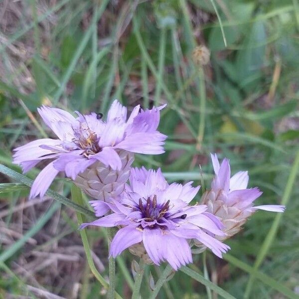 Catananche caerulea Virág