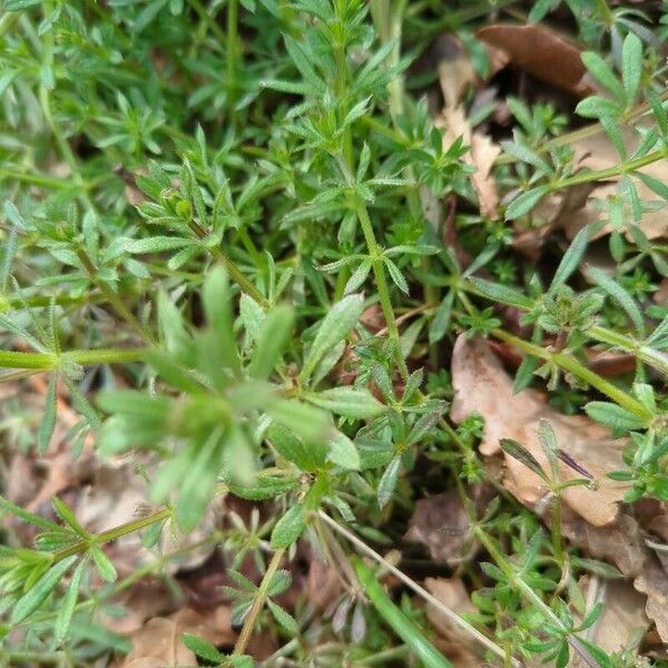 Galium verrucosum पत्ता