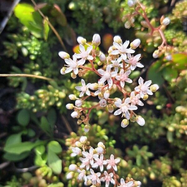 Sedum album Floare