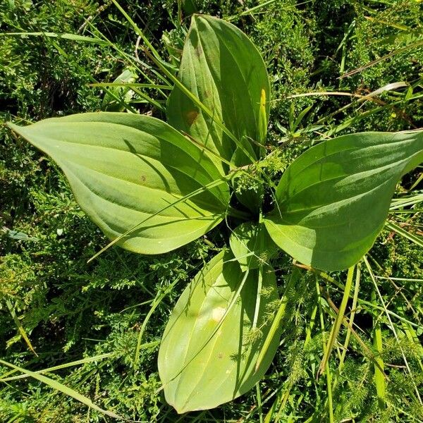 Gentiana lutea Deilen