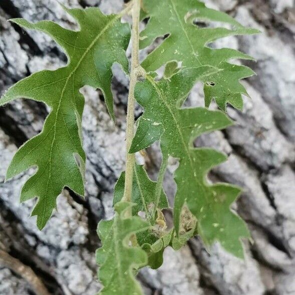 Quercus ithaburensis 叶