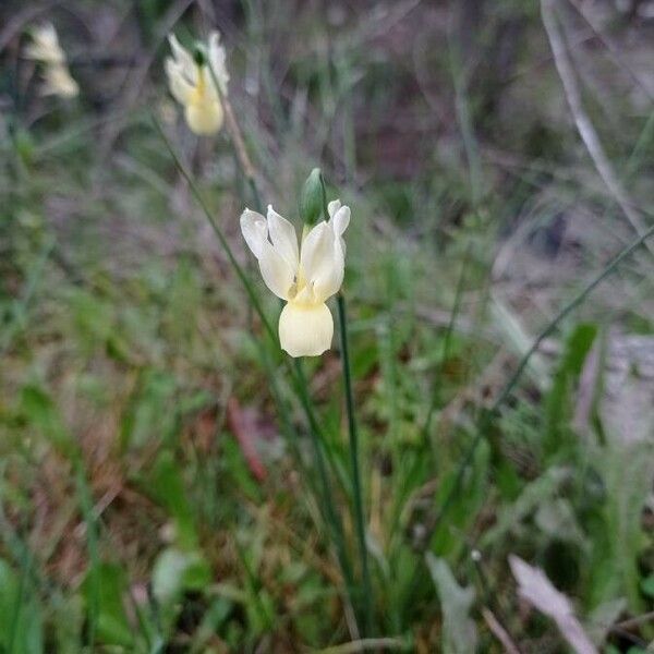 Narcissus triandrus ফুল