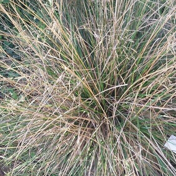 Deschampsia cespitosa 葉