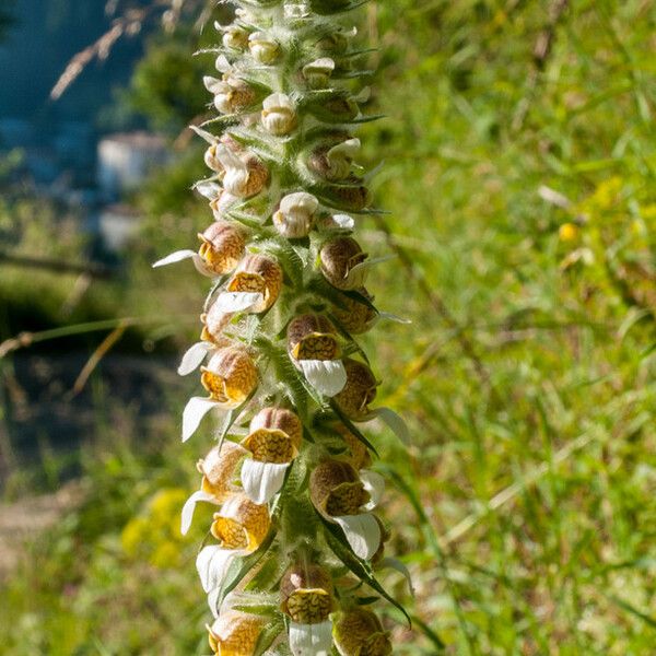 Digitalis lanata Λουλούδι