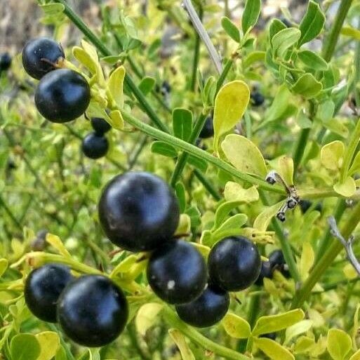 Jasminum fruticans Плод