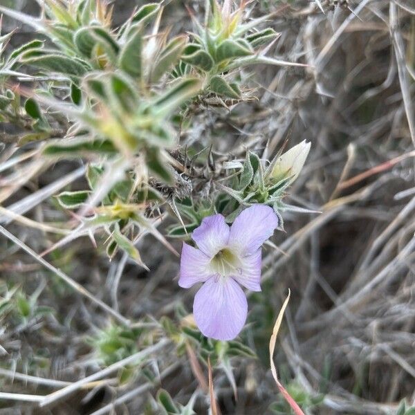 Barleria delamerei Blomma