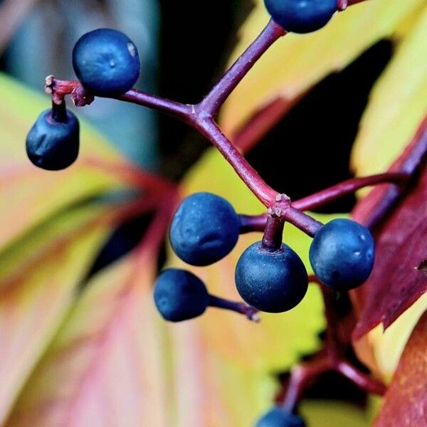 Parthenocissus inserta Vrucht