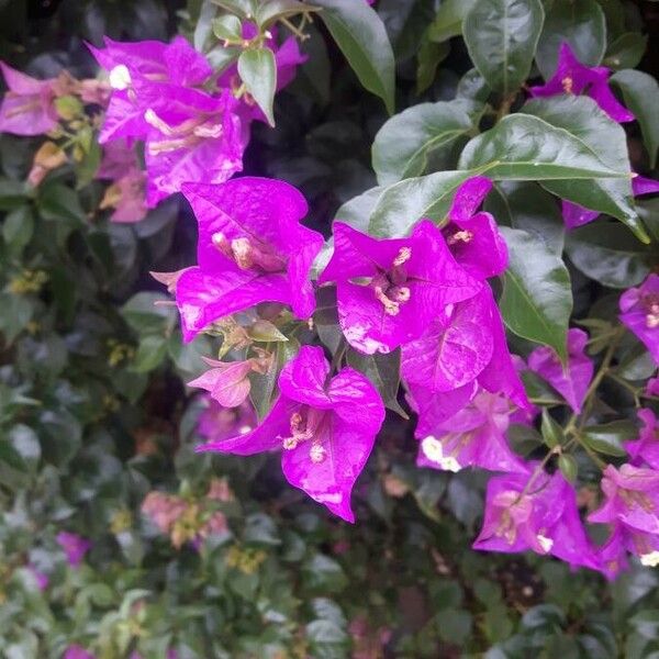 Bougainvillea spectabilis Blüte