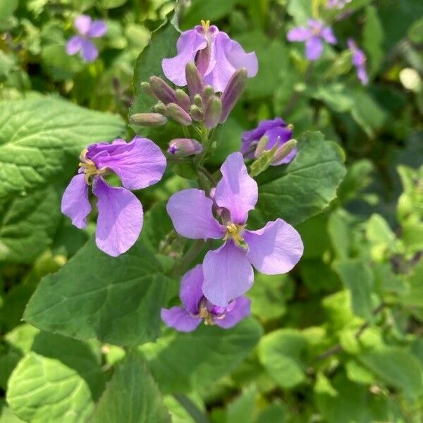 Orychophragmus violaceus Flower