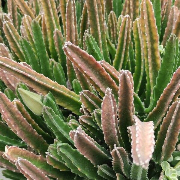 Stapelia gigantea Habitus