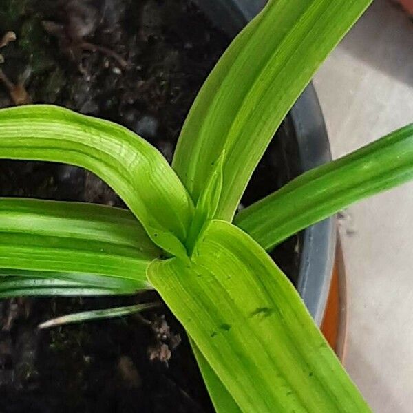 Cyperus esculentus পাতা