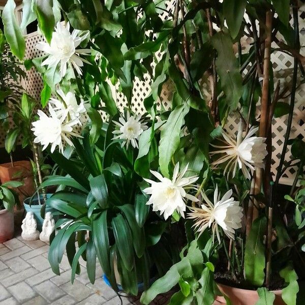 Epiphyllum oxypetalum Flor