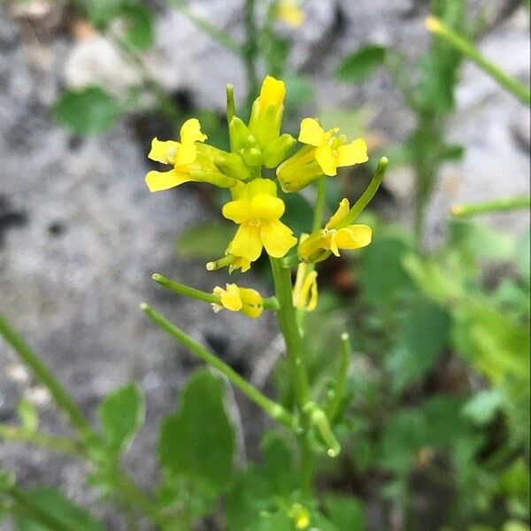 Barbarea verna Flower