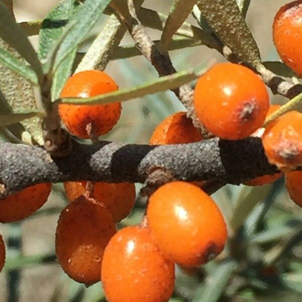 Hippophae rhamnoides Hedelmä