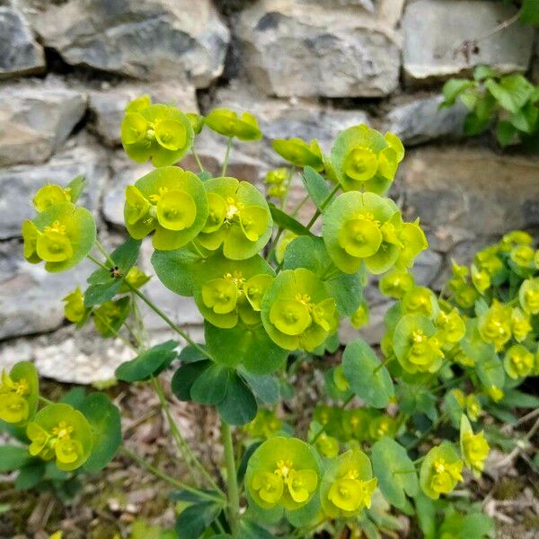 Euphorbia segetalis Blomst