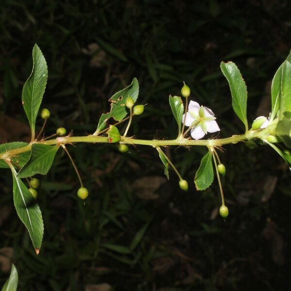 Sauvagesia erecta Flower