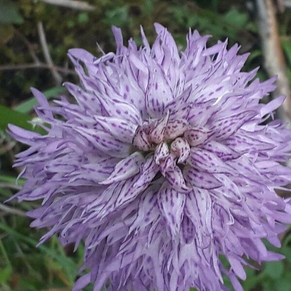 Orchis italica Flor