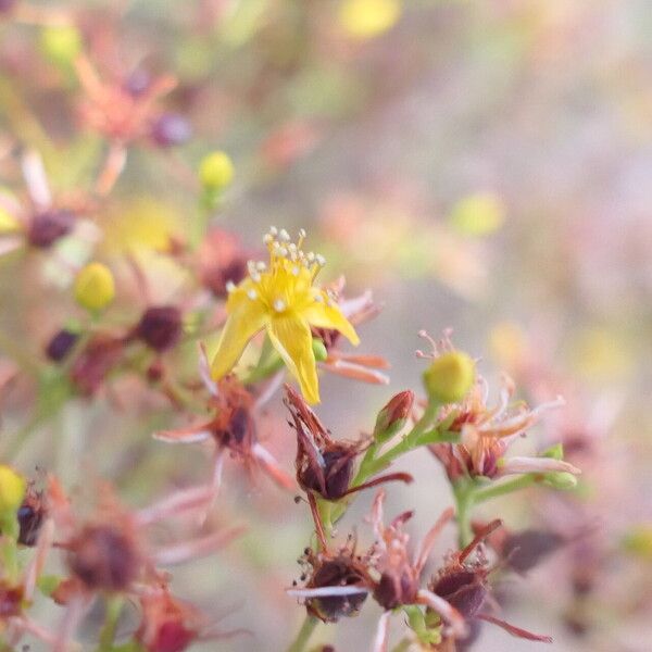 Hypericum triquetrifolium ᱵᱟᱦᱟ