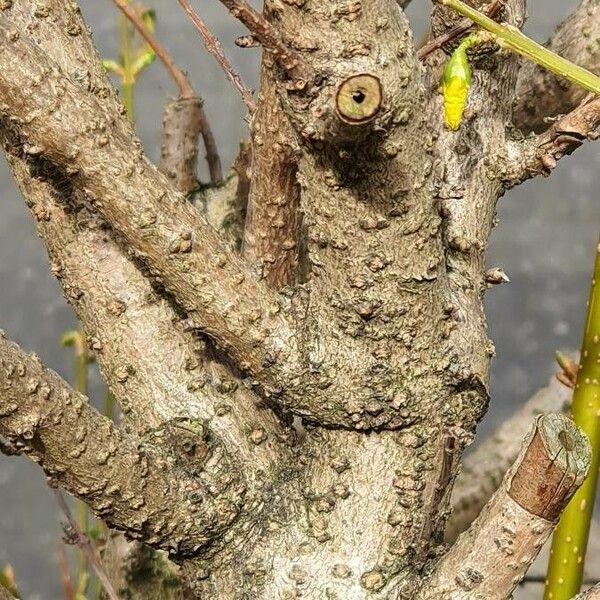 Forsythia viridissima 樹皮