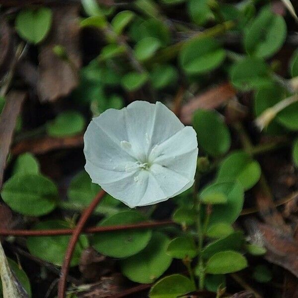 Evolvulus pusillus Blomma