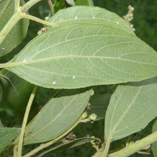 Clibadium surinamense Blatt