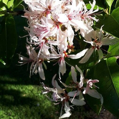 Calodendrum capense Fleur