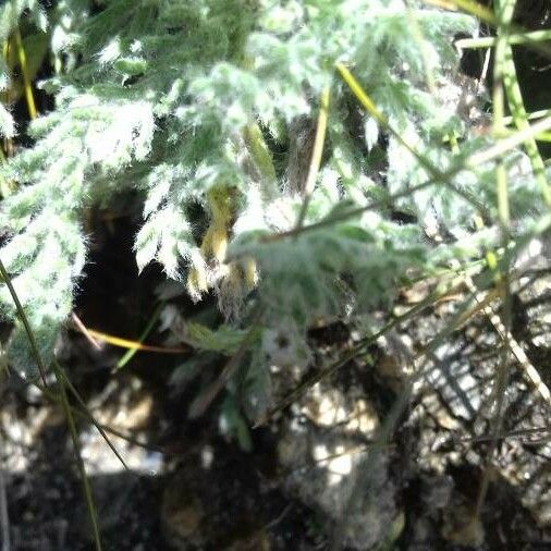 Achillea atrata Blad