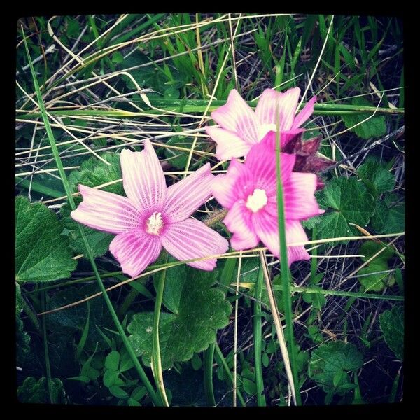 Sidalcea malviflora Cvet