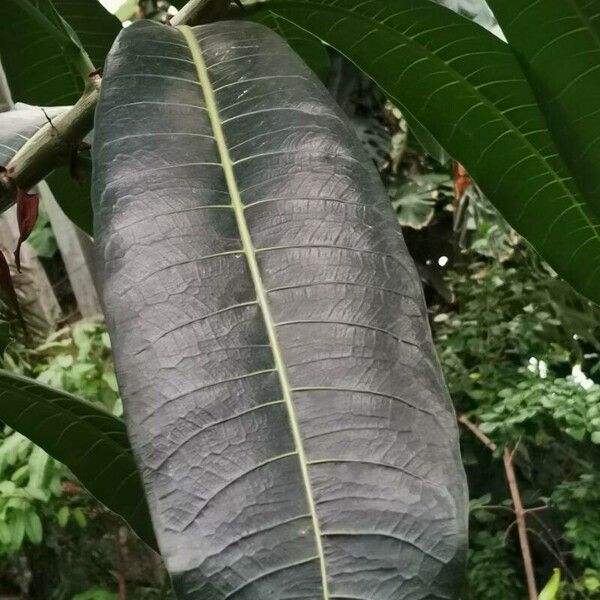 Ficus caballina Lehti