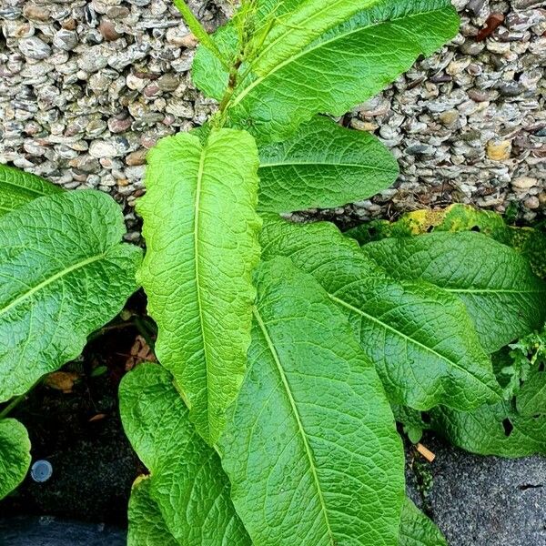 Rumex patientia Blatt