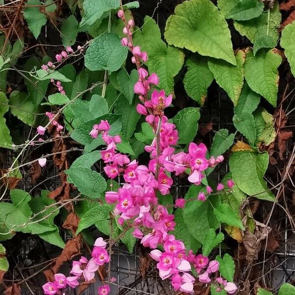 Antigonon leptopus പുഷ്പം