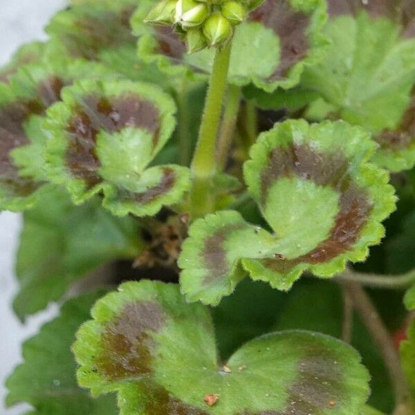 Pelargonium × hybridum Leaf