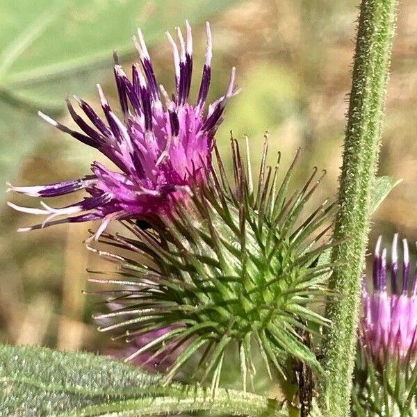 Arctium minus Floro