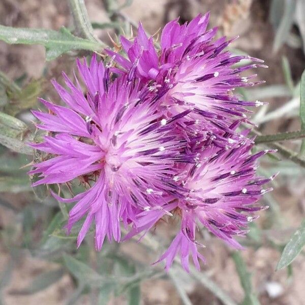 Centaurea aspera Fleur