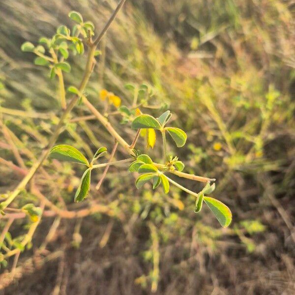 Crotalaria incana Natur