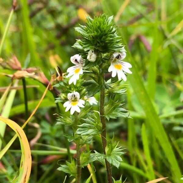 Euphrasia nemorosa Flower