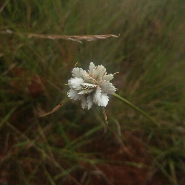 Cyperus niveus Blomma