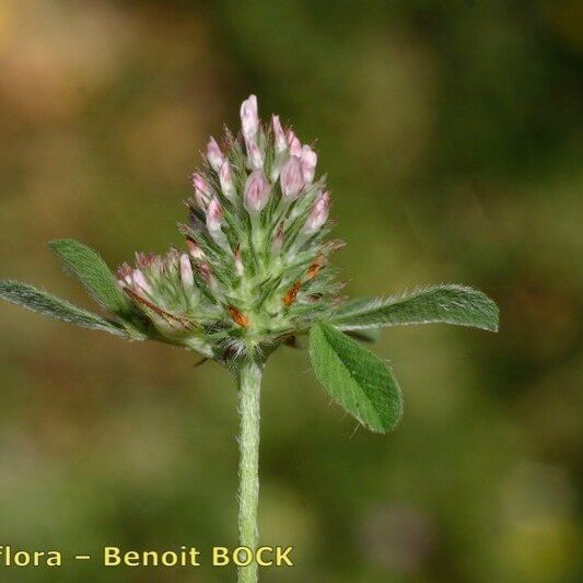 Trifolium gemellum Other