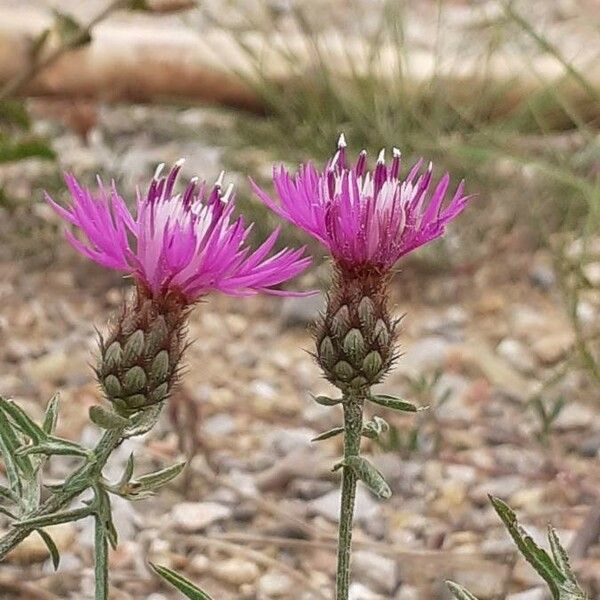 Centaurea hanryi Flor