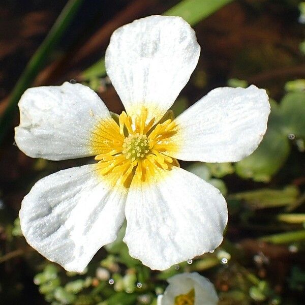 Ranunculus peltatus Flower