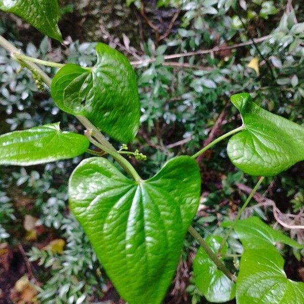 Dioscorea communis Leaf