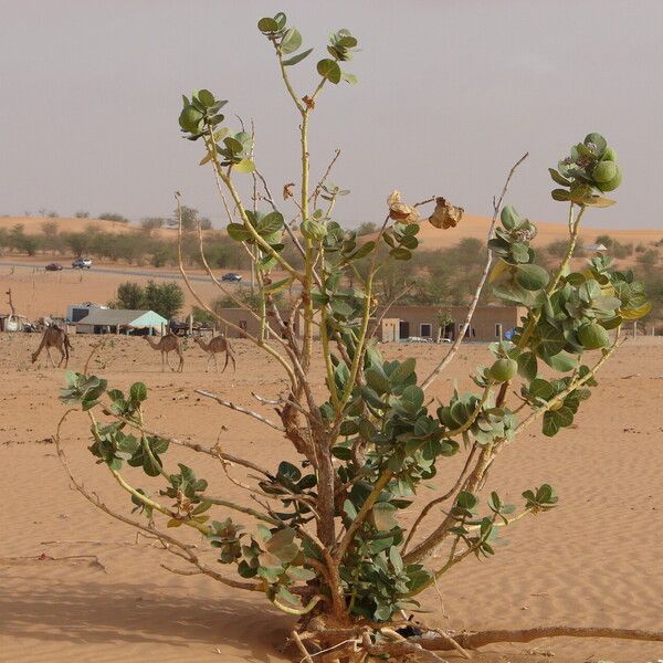 Calotropis procera List