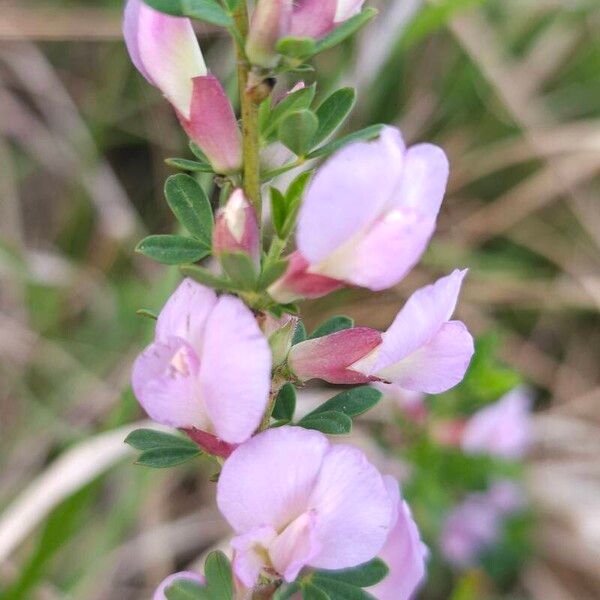 Chamaecytisus purpureus Кветка