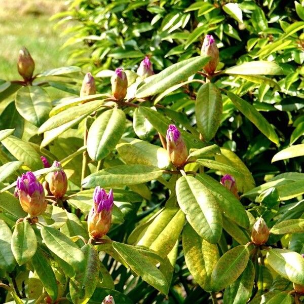 Rhododendron ponticum অভ্যাস