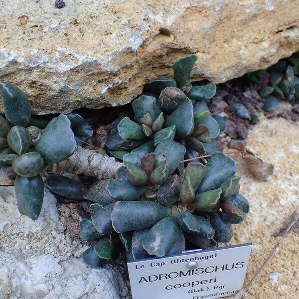 Adromischus cooperi Hábito